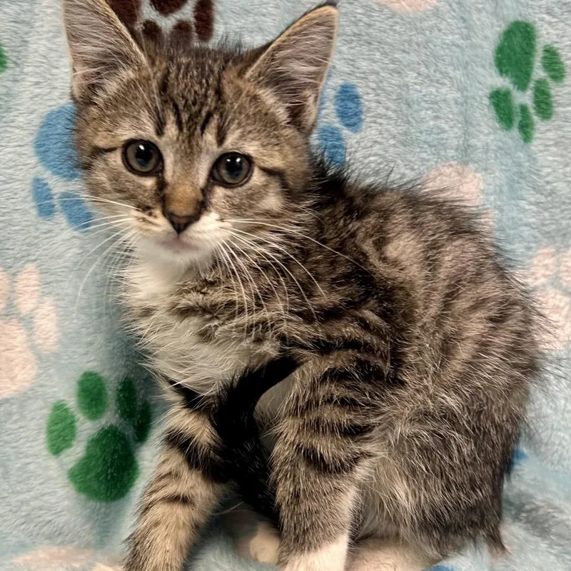 A baby small-sized male Brown / Chocolate Domestic Short Hair cat named Tommy Oliver for adoption in St Joseph, MO