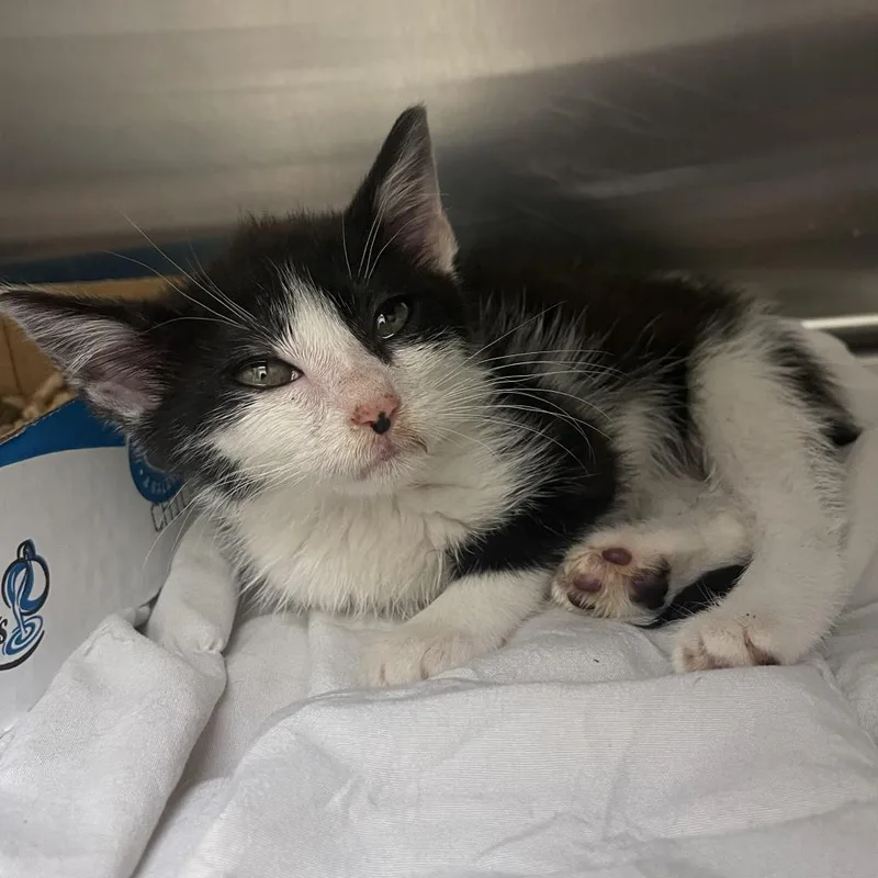 An adult small-sized female Black Domestic Short Hair cat named Audi for adoption in Roanoke, VA