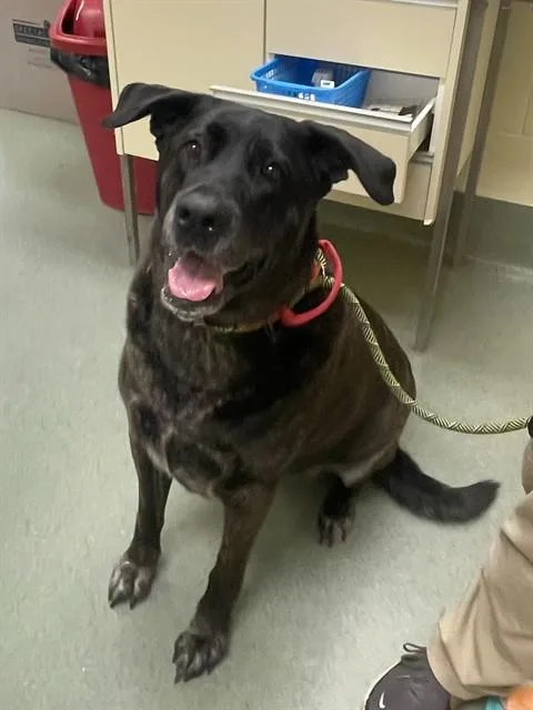 An adult extra large-sized female Labrador Retriever dog named Zaula for adoption in Lees Summit, MO