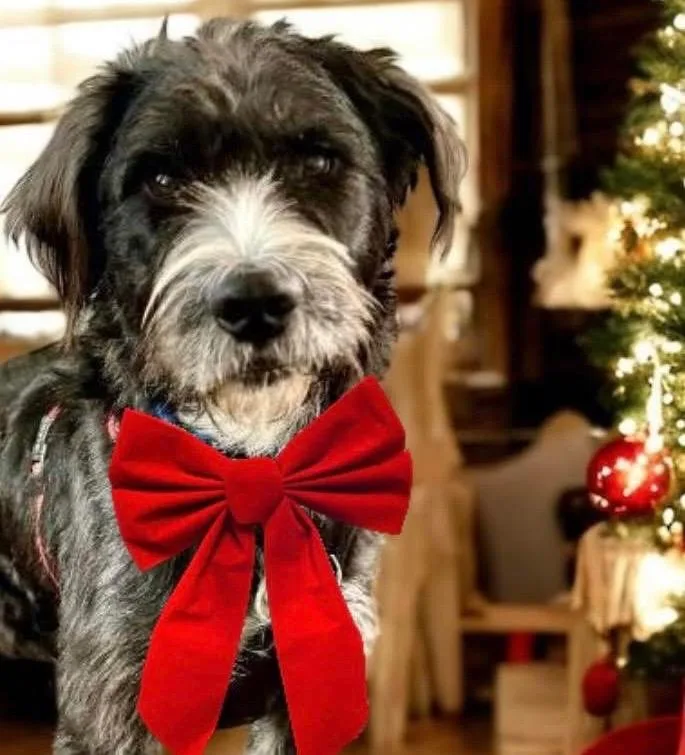 A young medium-sized male Terrier dog named Hershel for adoption in West Bloomfield, MI