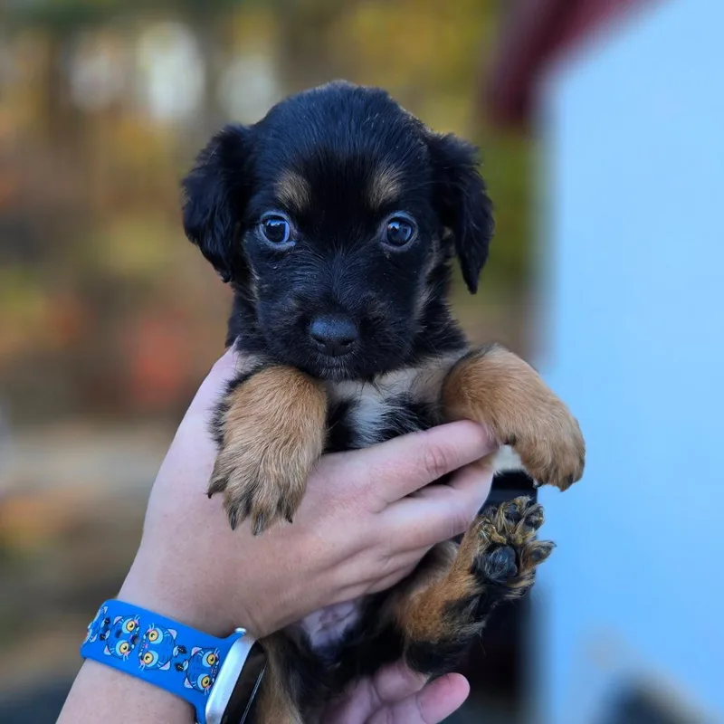 A baby medium-sized female Black Shepherd dog named CT Chia avail Nov for adoption in Eastford, CT