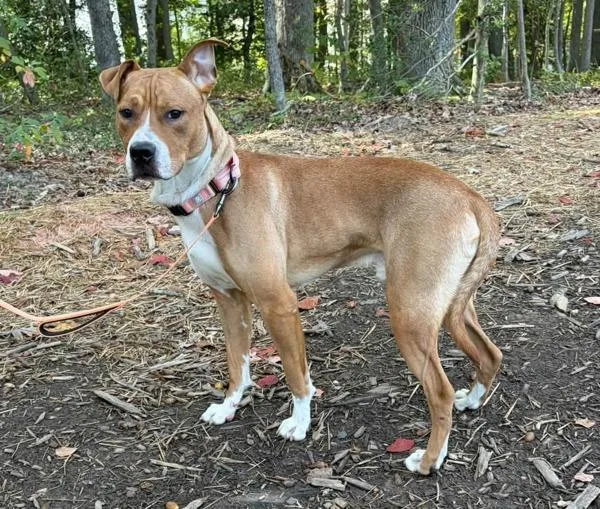 An adult medium-sized male Pit Bull Terrier dog named Silly Billy for adoption in Millersville, MD