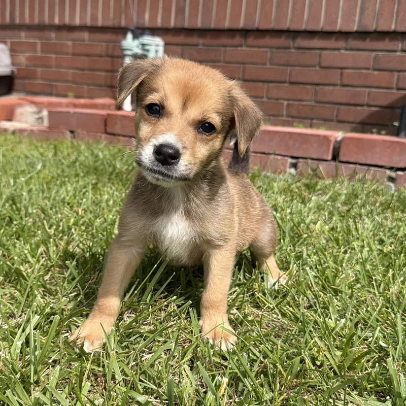 A baby medium-sized male Spaniel dog named Flounder for adoption in San Diego, CA
