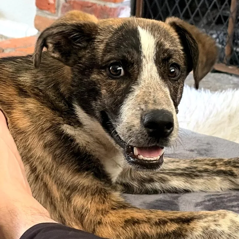 A baby medium-sized male Australian Cattle Dog / Blue Heeler dog named Brady for adoption in Parker, CO