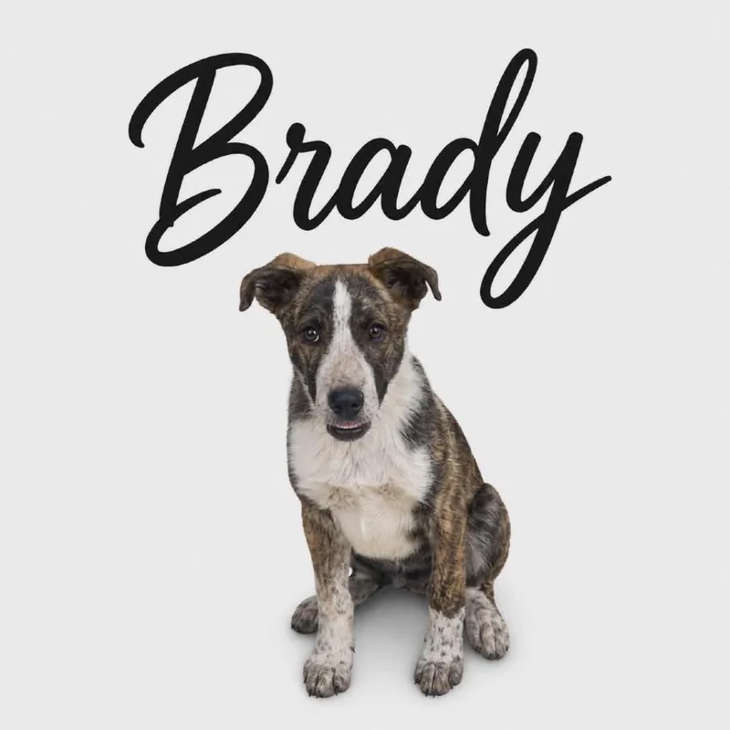 Brady thumbnail 2