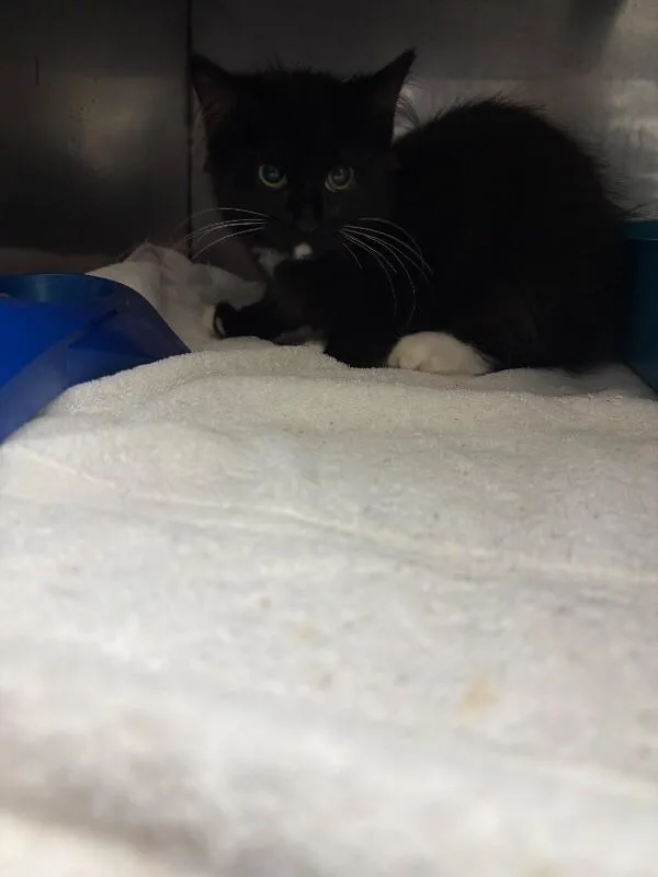 A young medium-sized female Domestic Long Hair cat named Unknown for adoption in Burgaw, NC