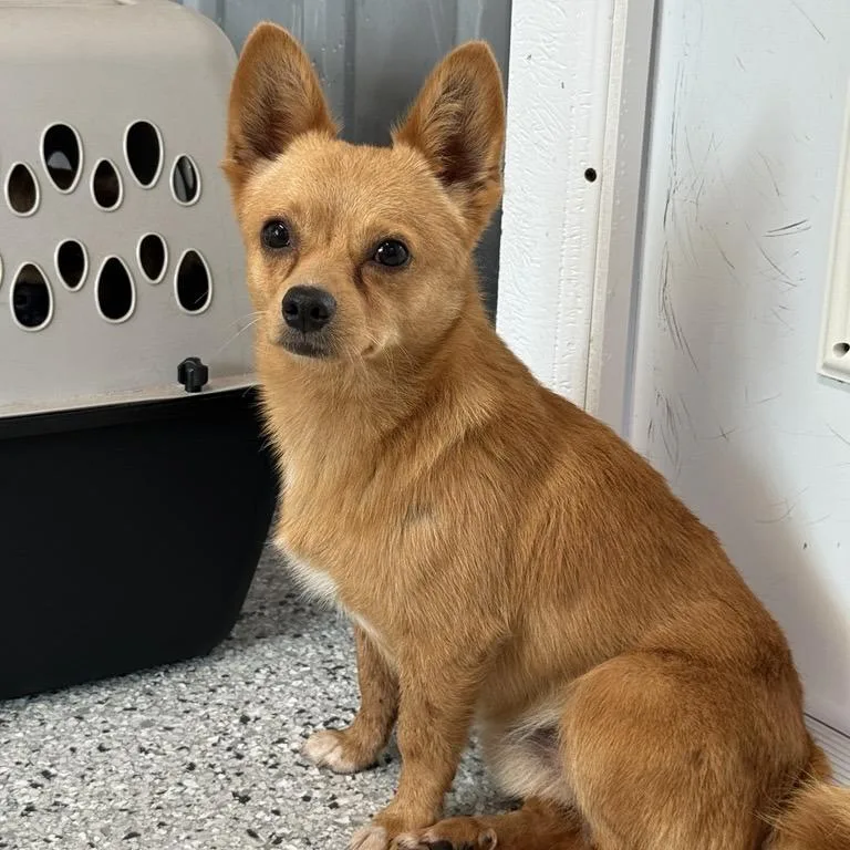 A young small-sized male Apricot / Beige Mixed Breed dog named McAdoo for adoption in Freeport, FL