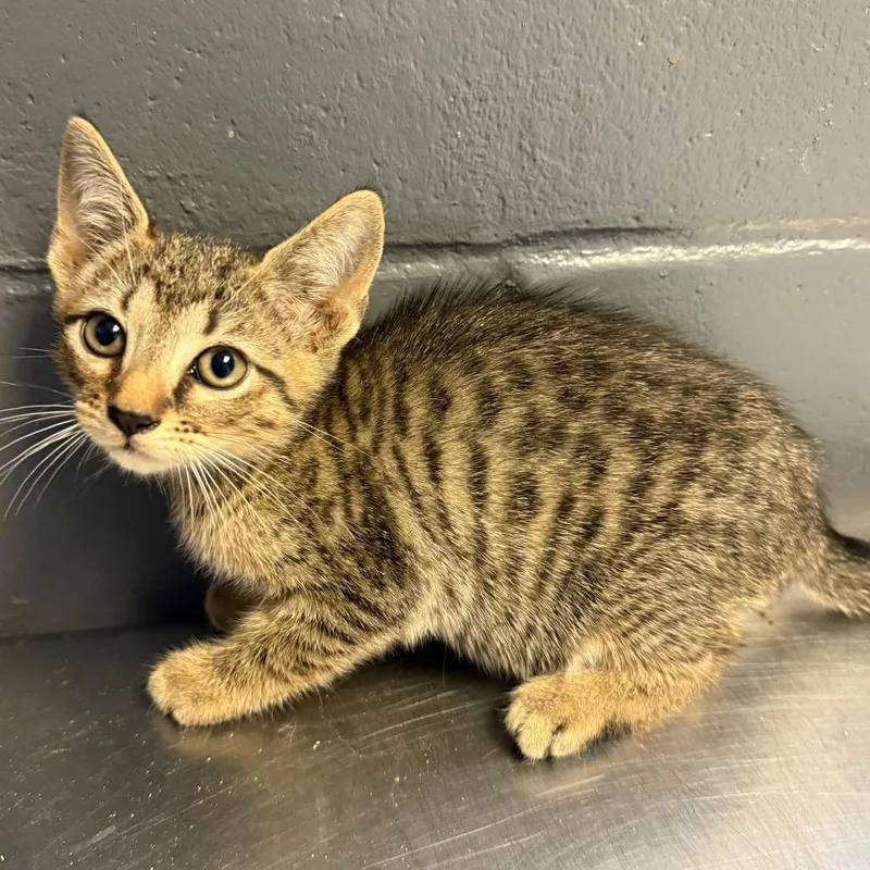 A baby small-sized male Brown / Chocolate Domestic Short Hair cat named Jeff for adoption in Tuscaloosa, AL