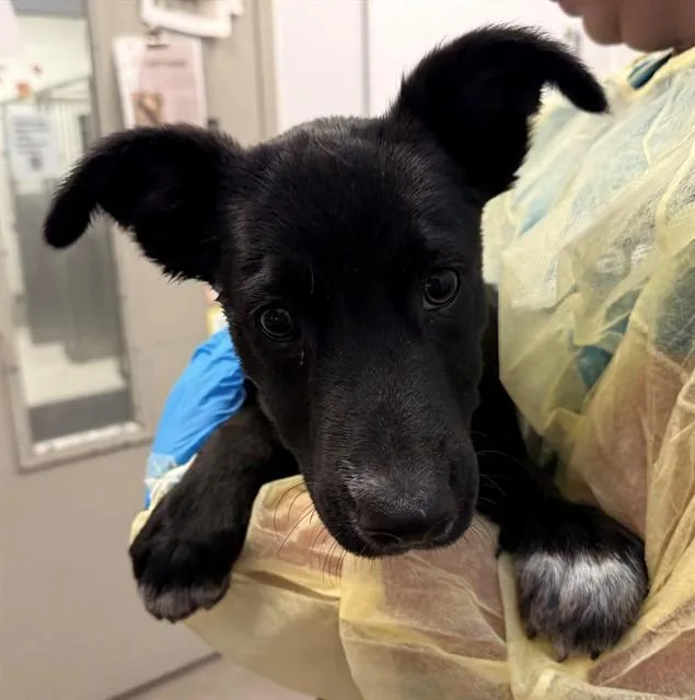 A baby small-sized male Carolina Dog dog named Fusion for adoption in Tucson, AZ