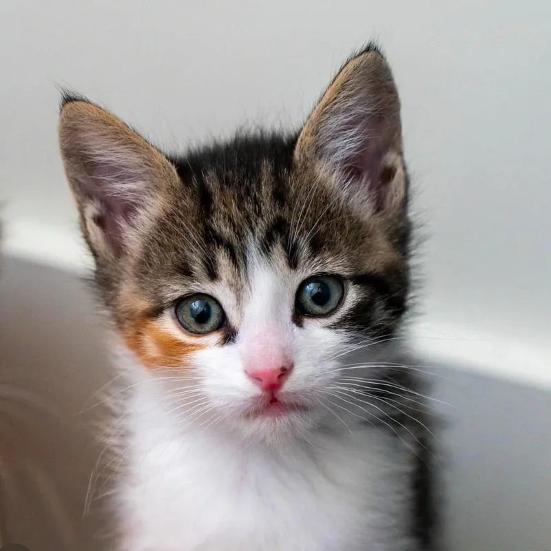 A baby small-sized male Brown / Chocolate Domestic Short Hair cat named Mediation for adoption in Los Angeles, CA