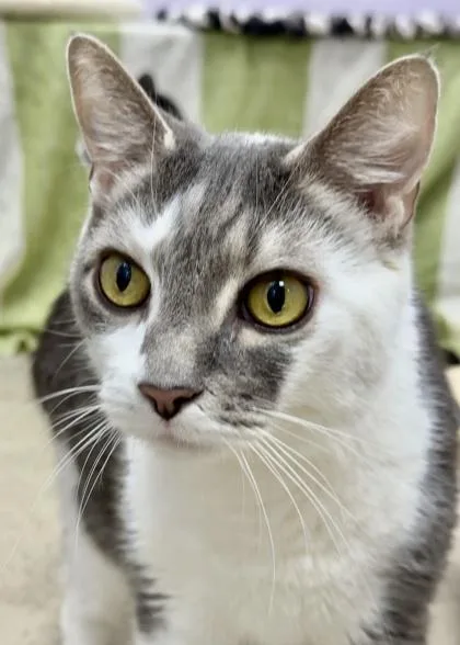 An adult small-sized male Domestic Short Hair cat named Samson for adoption in Madison, NJ