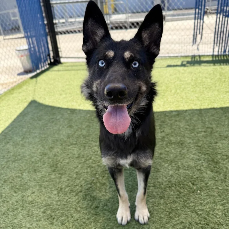 An adult large-sized female Black German Shepherd Dog dog named Cota for adoption in Hawthorne, CA