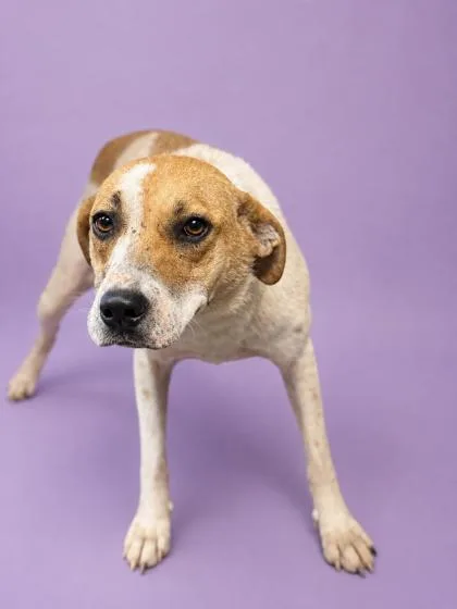 A young large-sized female Hound dog named Brenda Sue for adoption in Bowling Green, KY