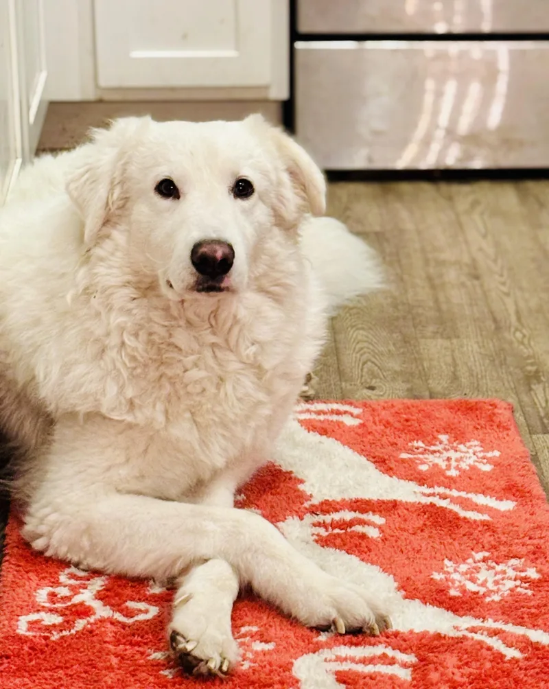 Tilly  Pyr Bridge