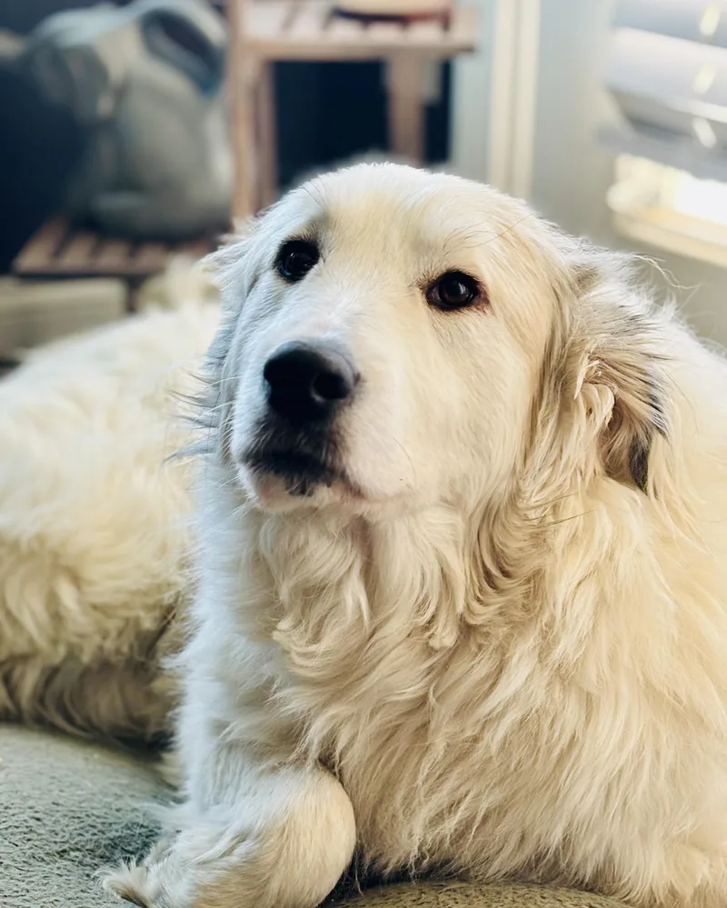 Tilly  Pyr Bridge thumbnail 2