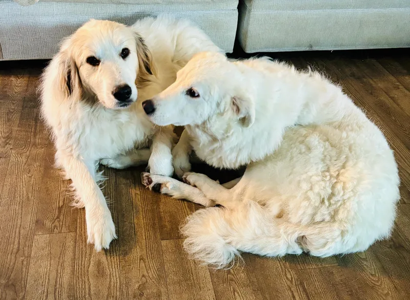 Tilly  Pyr Bridge thumbnail 3