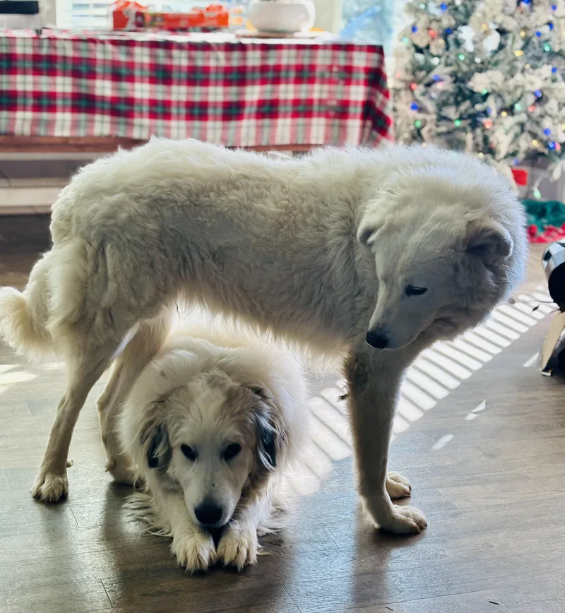 Tilly  Pyr Bridge thumbnail 4