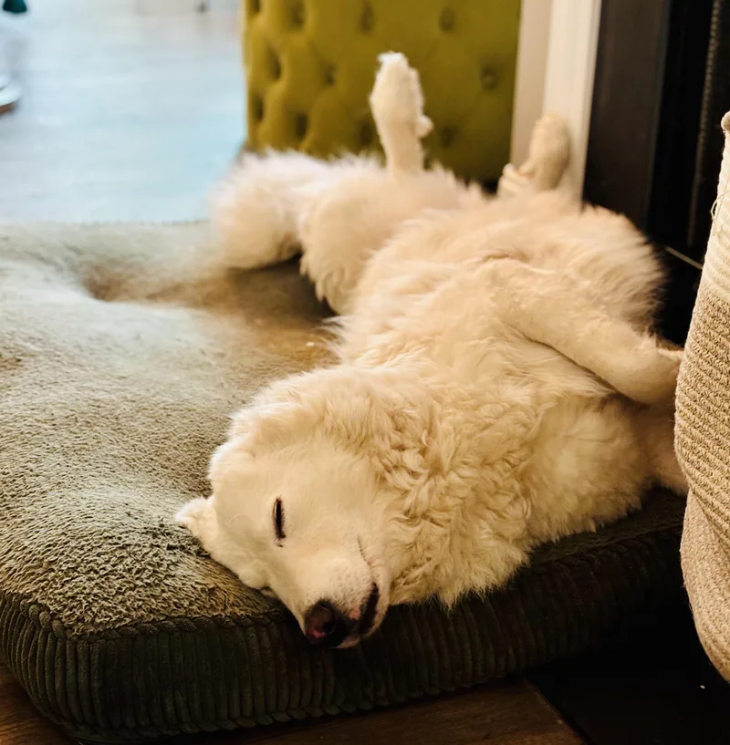 Tilly  Pyr Bridge thumbnail 5