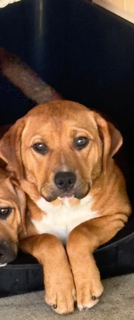 A baby medium-sized female Labrador Retriever dog named Laverne for adoption in Fayetteville, TN