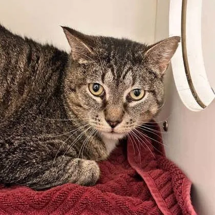 An adult medium-sized male Domestic Short Hair cat named Silverfish for adoption in Springfield, MO