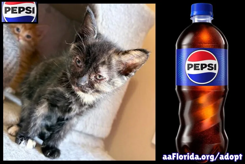 A young medium-sized female Domestic Short Hair cat named Pepsi for adoption in Pensacola, FL