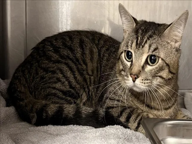 An adult medium-sized male Domestic Short Hair cat named Milo for adoption in Chatsworth, CA