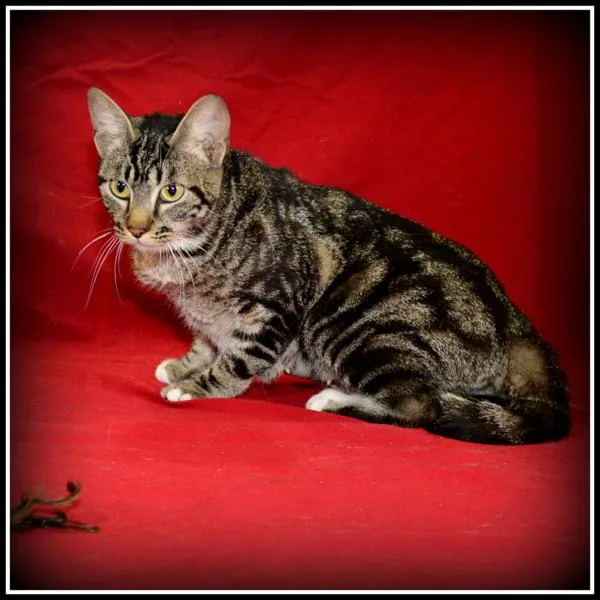 A senior medium-sized female Domestic Short Hair cat named Abby for adoption in Houston, TX