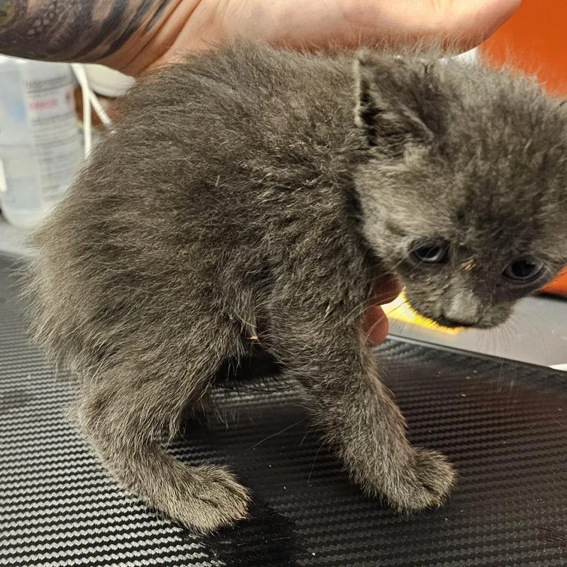 A baby small-sized male Domestic Short Hair cat named Bolt for adoption in Cedar Rapids, IA