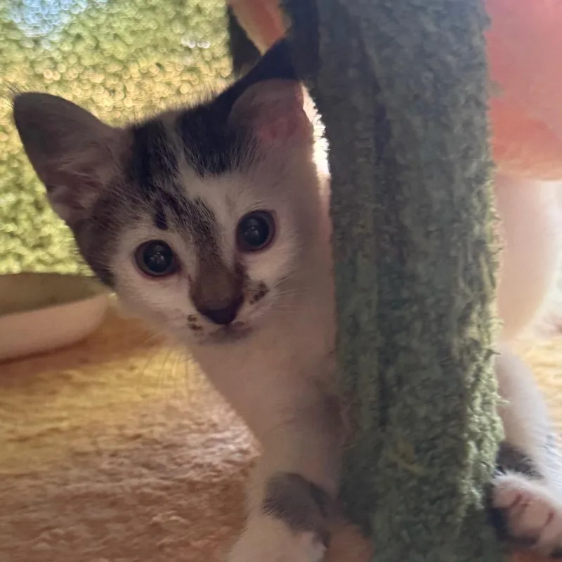 Maraca Pounce