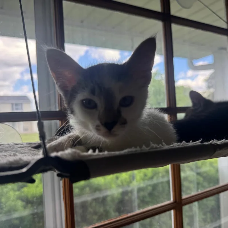 Maraca Pounce thumbnail 2