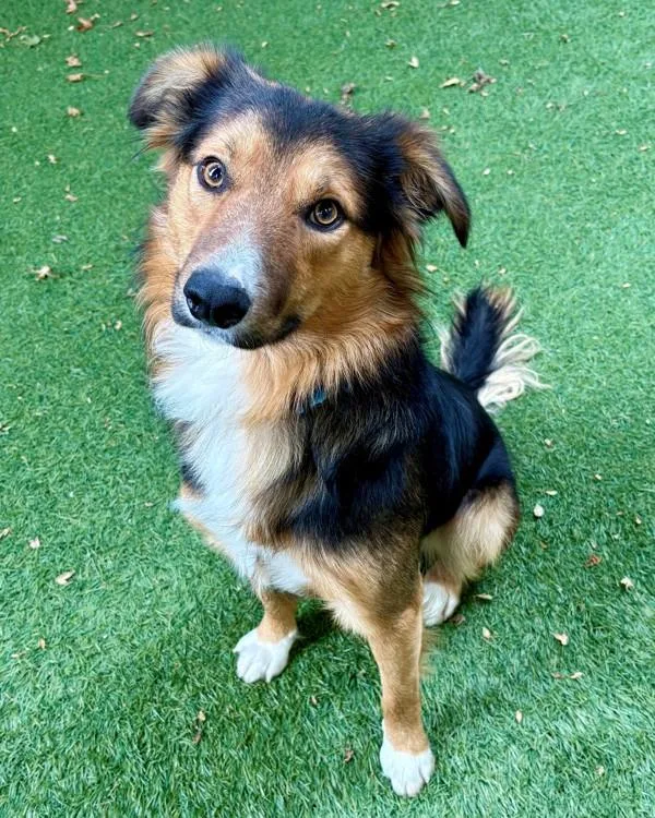 An adult medium-sized male Border Collie dog named Nic for adoption in Novato, CA