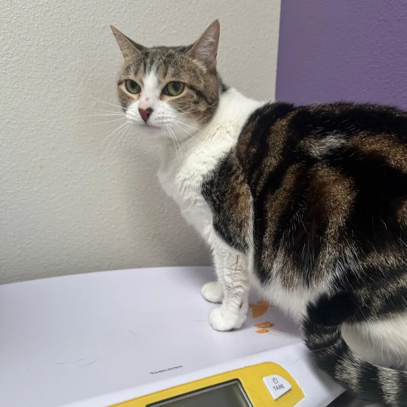 An adult medium-sized female Calico Domestic Medium Hair cat named Belle for adoption in Englewood, FL