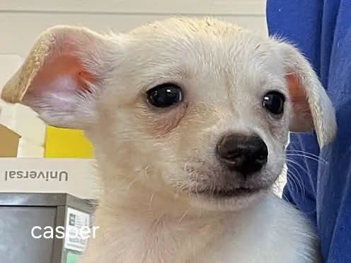A baby small-sized male Chihuahua dog named LolP Casper for adoption in Billings, MT