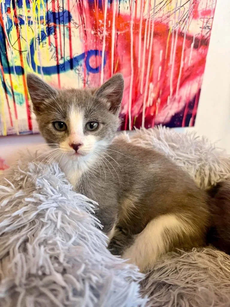 A baby medium-sized female Domestic Short Hair cat named Jules for adoption in Salt Lake City, UT