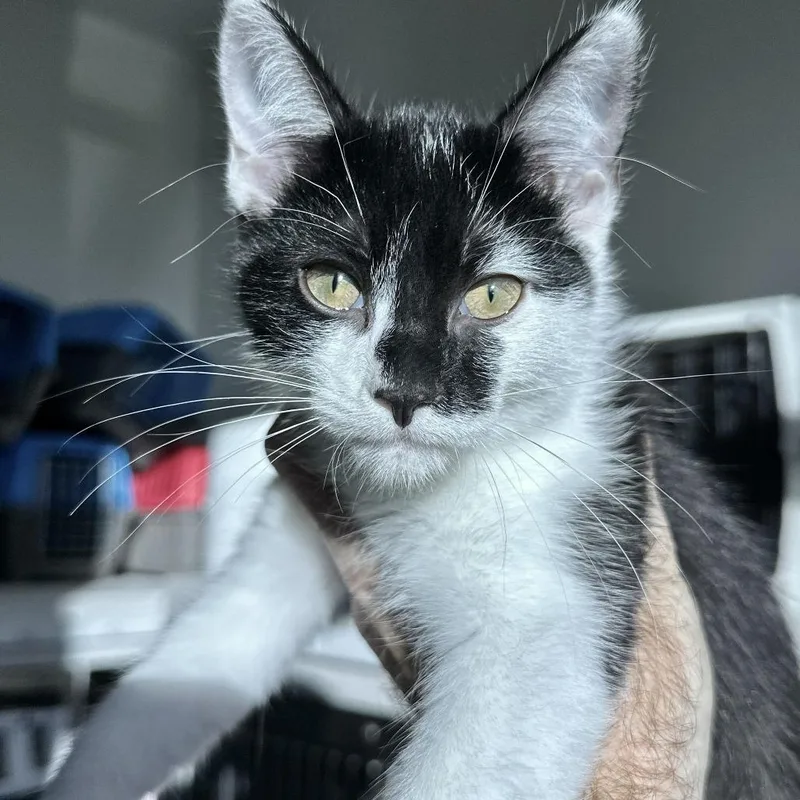 A baby small-sized male Black Domestic Short Hair cat named Yami for adoption in Matteson, IL