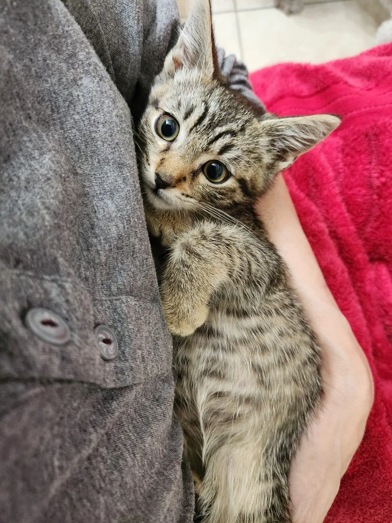 A baby large-sized male Tabby (Brown / Chocolate) Domestic Short Hair cat named Tony for adoption in Santa Ana, CA