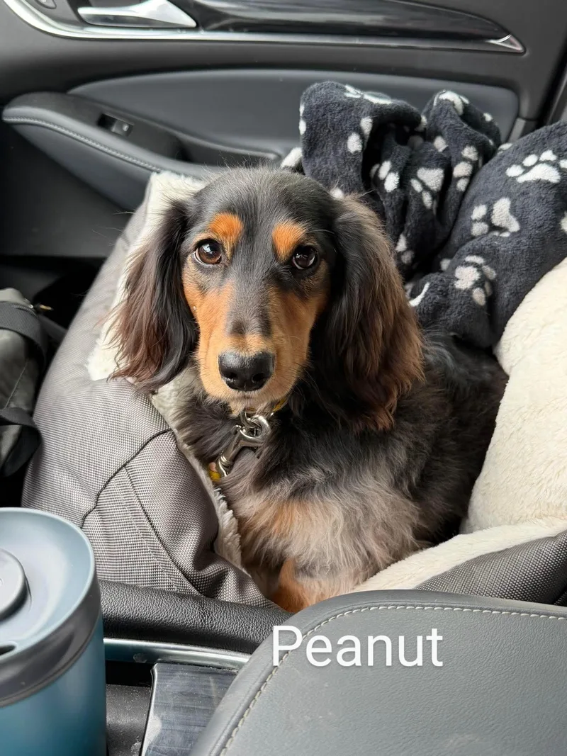 Peanut thumbnail 3