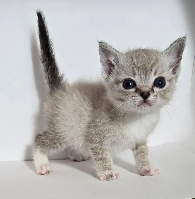 A baby medium-sized male Siamese cat named Rome for adoption in Trophy Club, TX