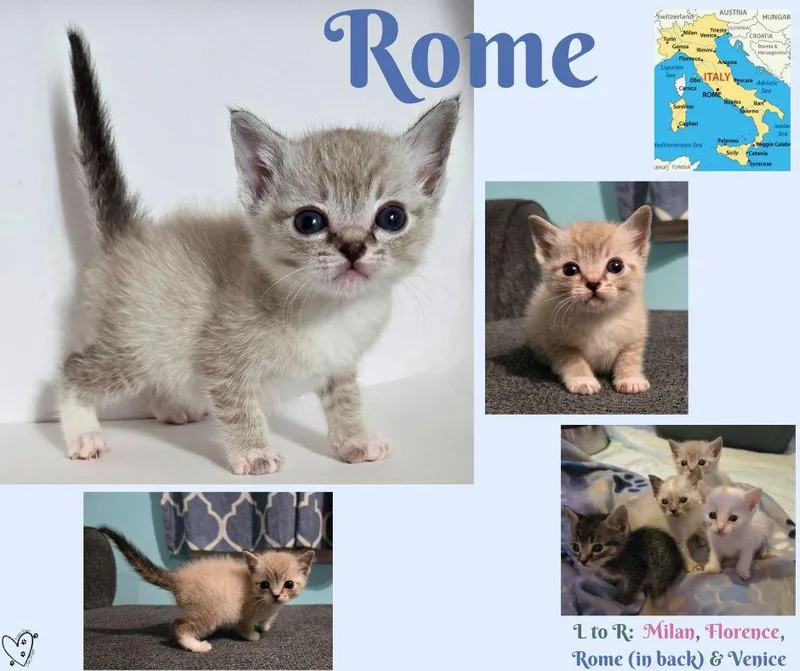 Rome thumbnail 2