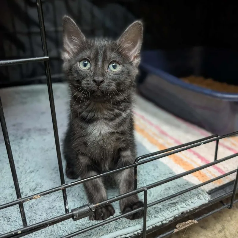 A baby small-sized female Black Domestic Short Hair cat named Aris for adoption in Fredericksburg, TX