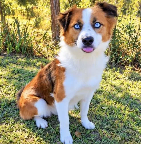A young medium-sized male White / Cream Australian Shepherd dog named Luciano for adoption in Foley, AL