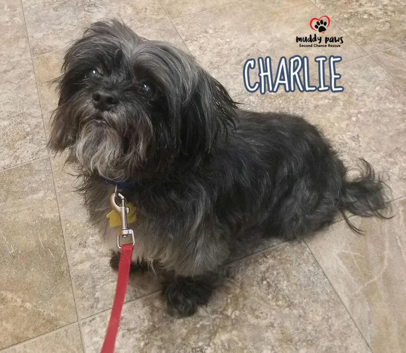 Charlie thumbnail 2