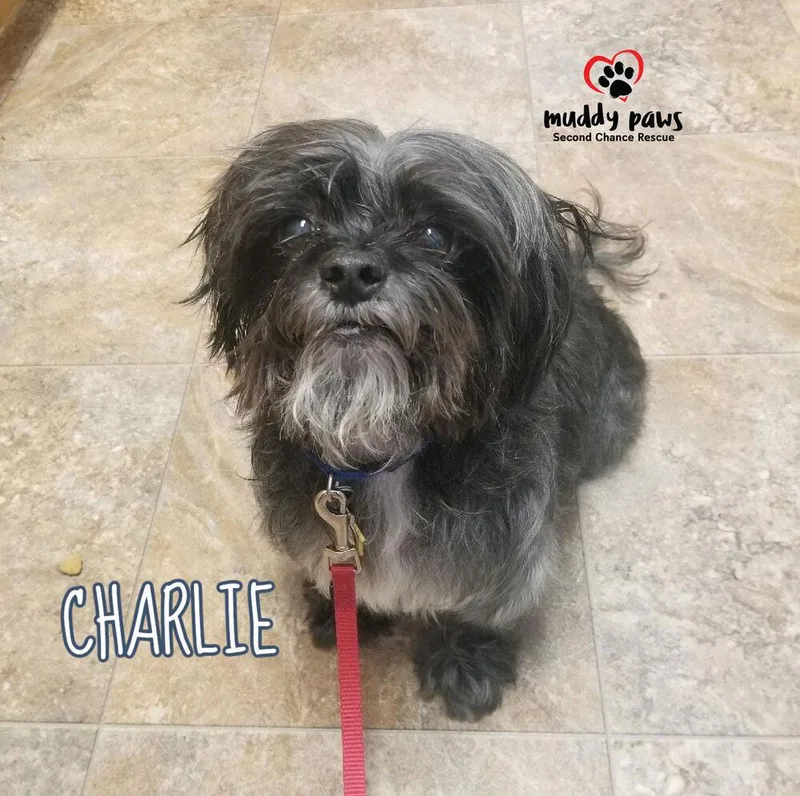 Charlie thumbnail 3