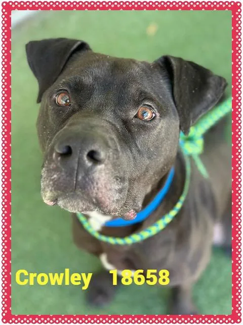 Crowley thumbnail 3