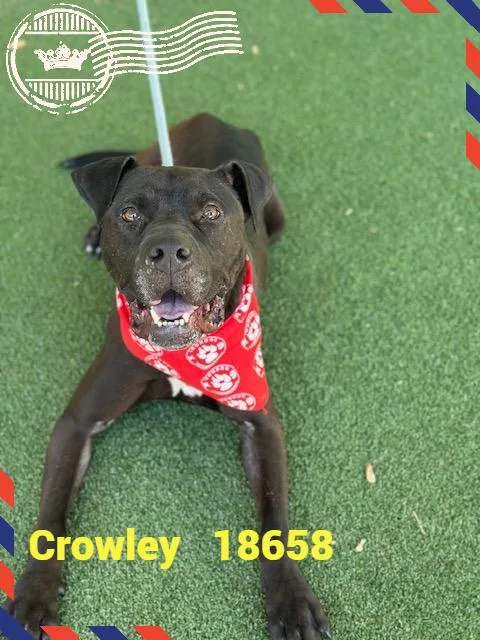 Crowley thumbnail 4