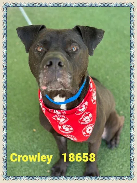 Crowley thumbnail 5