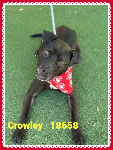Crowley thumbnail 6