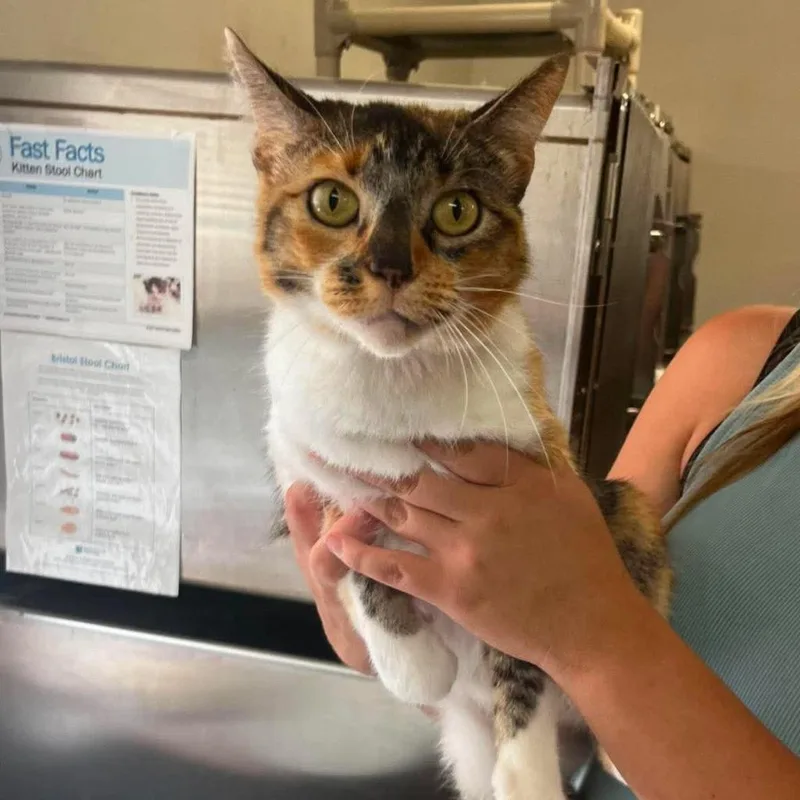 A young medium-sized female Domestic Short Hair cat named Bonnie for adoption in Sunrise Beach, MO
