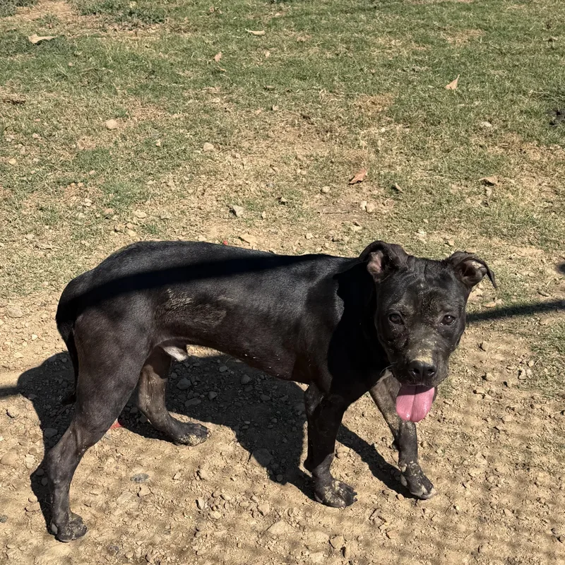 A young medium-sized male Pit Bull Terrier dog named Chip for adoption in Senatobia, MS