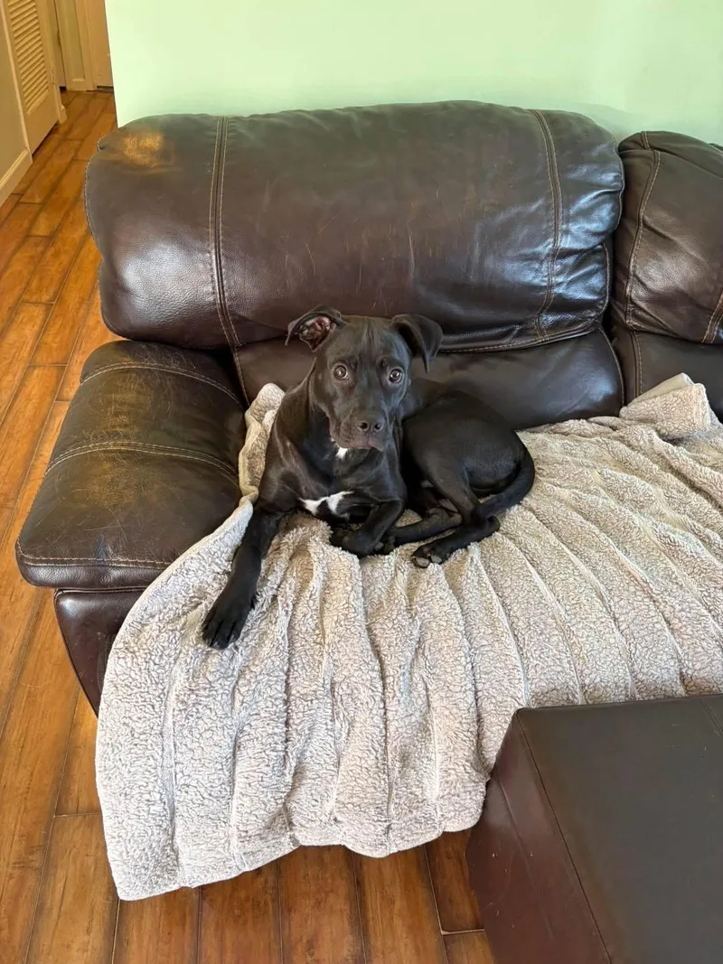 A young medium-sized male Mixed Breed dog named Hot Sauce for adoption in Lexington, KY